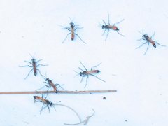 Podalonia tydei suspiciosa