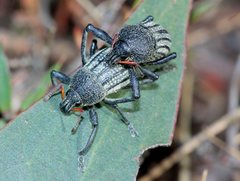 Psapharus ruficornis