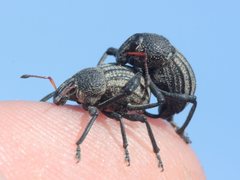 Psapharus ruficornis