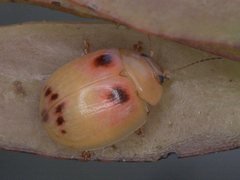 Paropsisterna atalanta