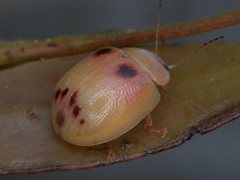 Paropsisterna atalanta