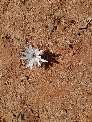 Image of Gazania jurineifolia by no rights reserved