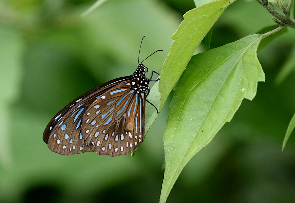 Dark Blue Tiger