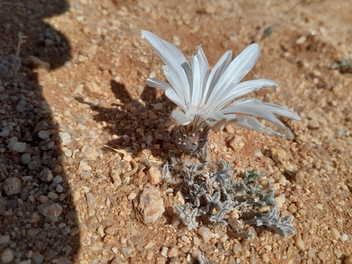 Image of Gazania jurineifolia by no rights reserved