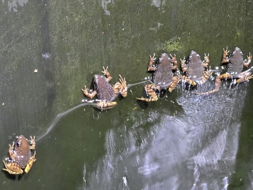 Brown Thorny Frog, Chaperina fusca