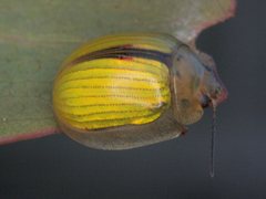 Paropsisterna hectica