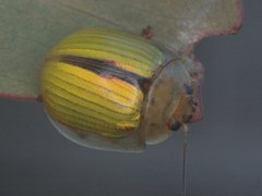 Paropsisterna hectica