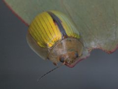 Paropsisterna hectica