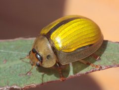 Paropsisterna hectica