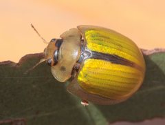 Paropsisterna hectica