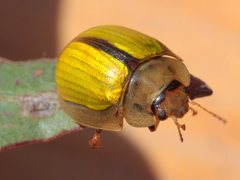 Paropsisterna hectica