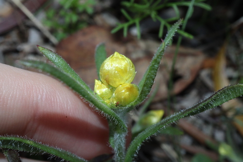 Image of Rhodanthe citrina by (c) Thomas Mesaglio, some rights reserved (CC BY)