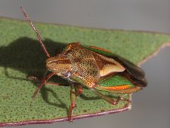 Rhynchocorini