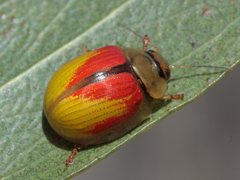 Paropsisterna hectica