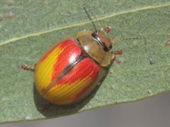 Paropsisterna hectica