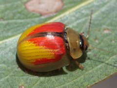 Paropsisterna hectica