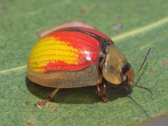 Paropsisterna hectica