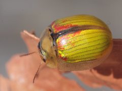 Paropsisterna hectica