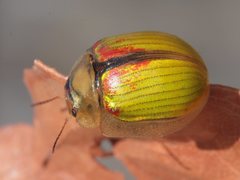 Paropsisterna hectica