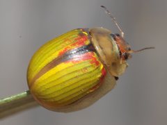 Paropsisterna hectica