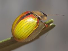 Paropsisterna hectica