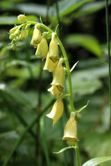 Digitalis grandiflora