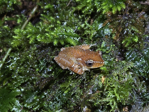 Cinnamon Frog, Nyctixalus pictus