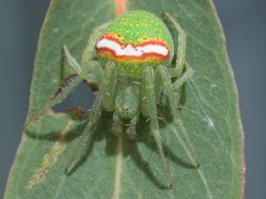 Araneus circulissparsus