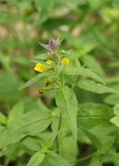 Melampyrum nemorosum