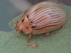 Paropsisterna trimaculata