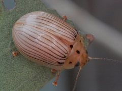 Paropsisterna trimaculata