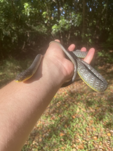 Common Tree Snake sighting