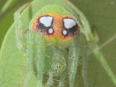 Araneus circulissparsus