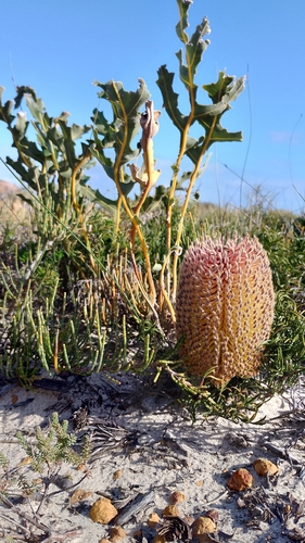 Image of Banksia repens by (c) O.Neate, some rights reserved (CC BY-SA)