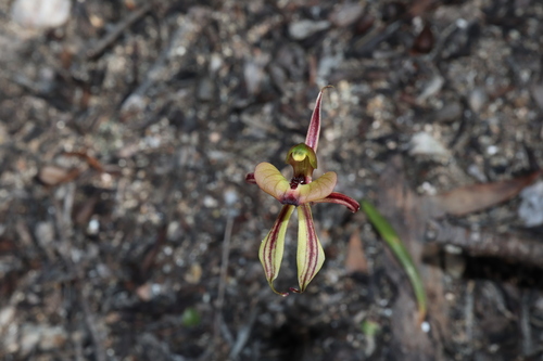 Image of Caladenia brevisura by (c) Thomas Mesaglio, some rights reserved (CC BY)