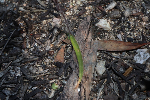 Image of Caladenia brevisura by (c) Thomas Mesaglio, some rights reserved (CC BY)