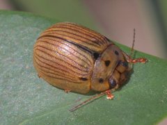 Paropsisterna lignea