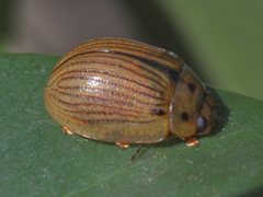 Paropsisterna lignea