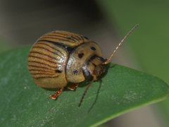 Paropsisterna lignea