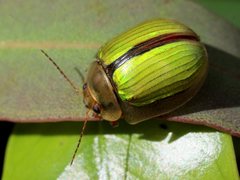 Paropsisterna hectica