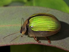 Paropsisterna hectica