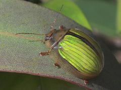 Paropsisterna hectica