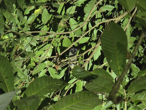 Philippine Palm Civet