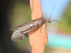 Archichauliodes guttiferus