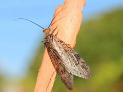 Archichauliodes guttiferus