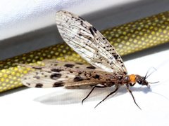 Archichauliodes guttiferus