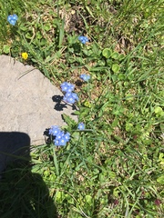 Myosotis alpestris