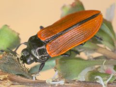Castiarina rufipennis
