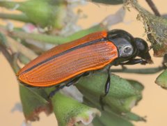 Castiarina rufipennis