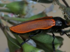 Castiarina rufipennis